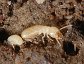 Reticulitermes flavipes, Subterranean termite worker